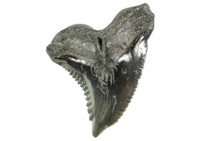 Large, Snaggletooth Shark (Hemipristis) Tooth - South Carolina #372499